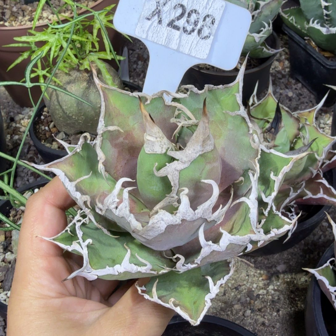 老***J福利凯撒一颗脱土发