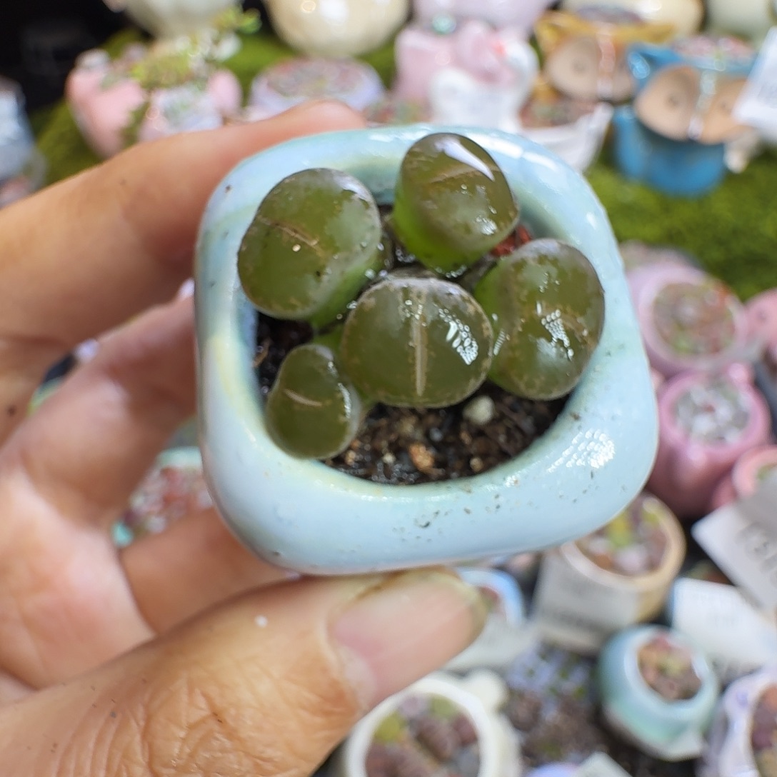 多肉植物福利冲1329