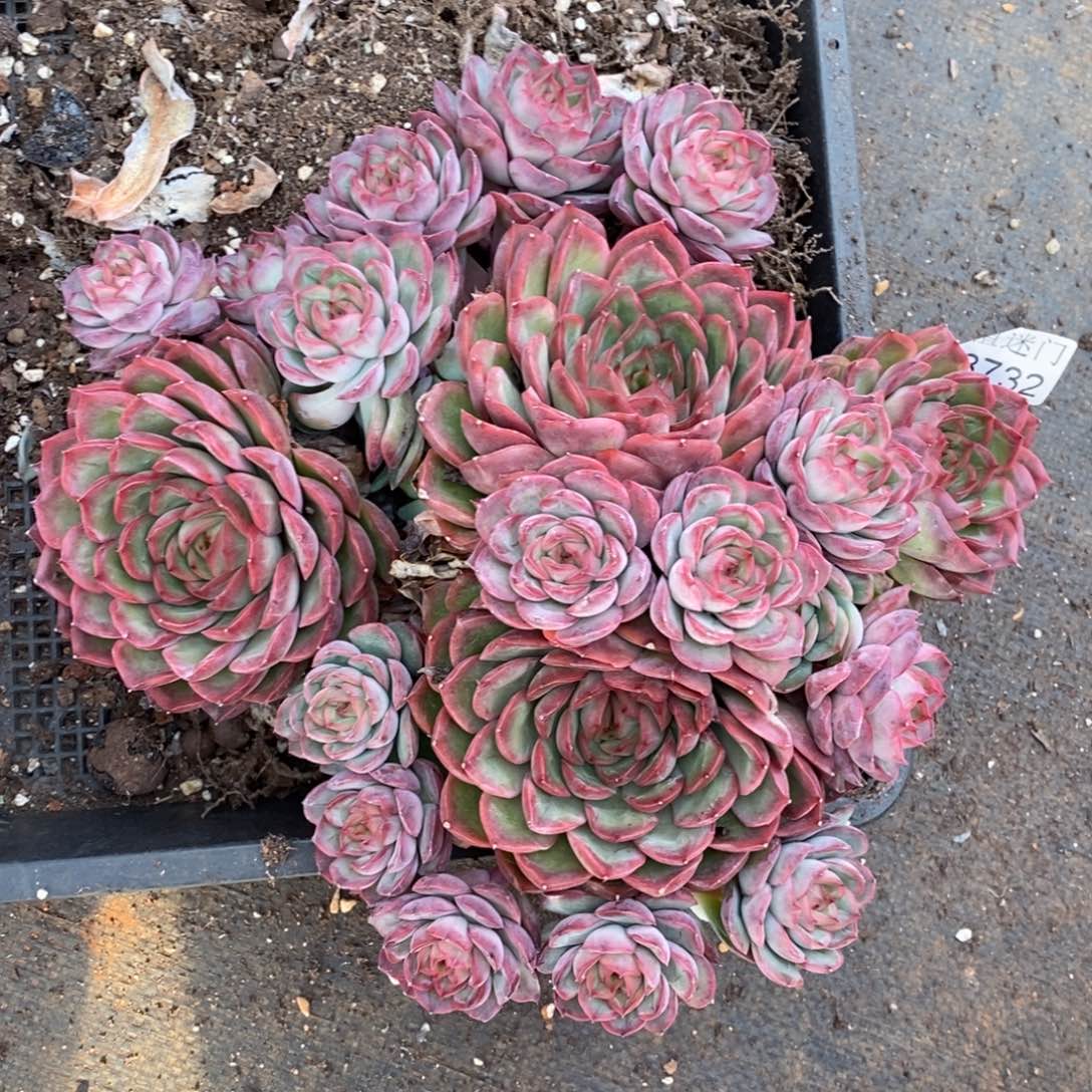 陌***绵不包整散掉头8732~25厘米