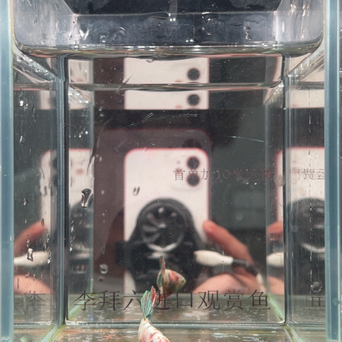 斗鱼印尼精品斗鱼88