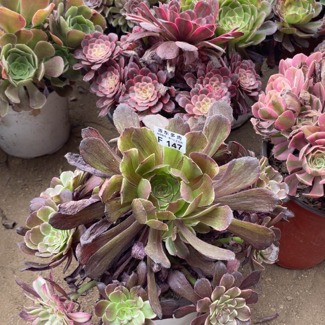 147水墨画多肉法师断枝不包