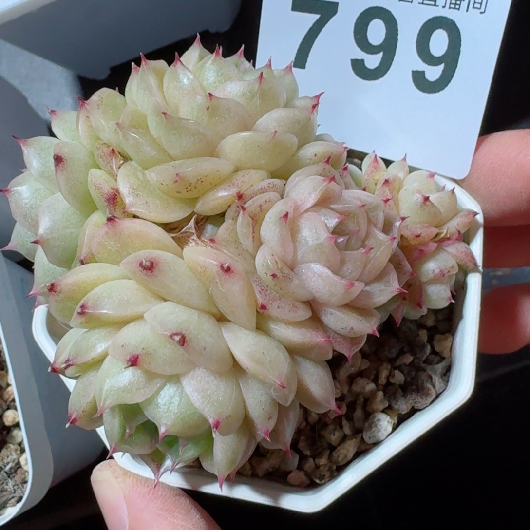 麦秆群生整装       多肉植物