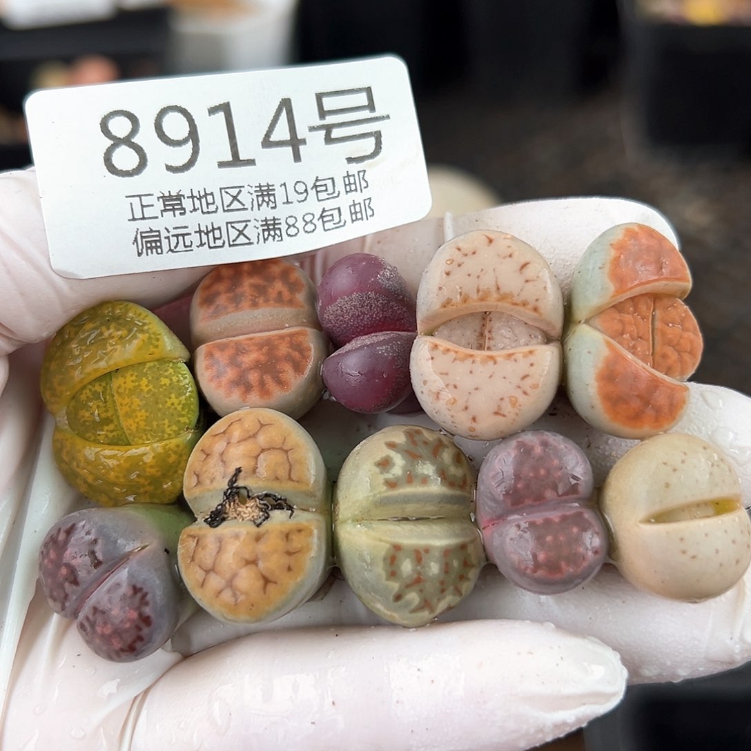 好养易活生石花大母本8914