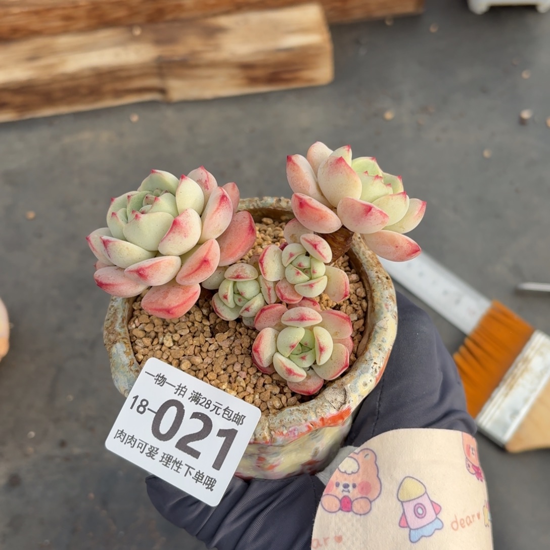 白底香草无盆土发货