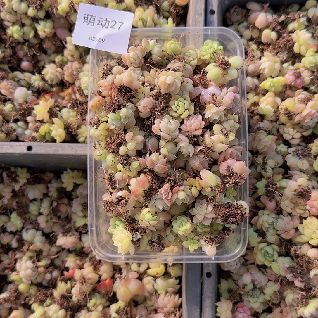 直播一物一拍多肉27