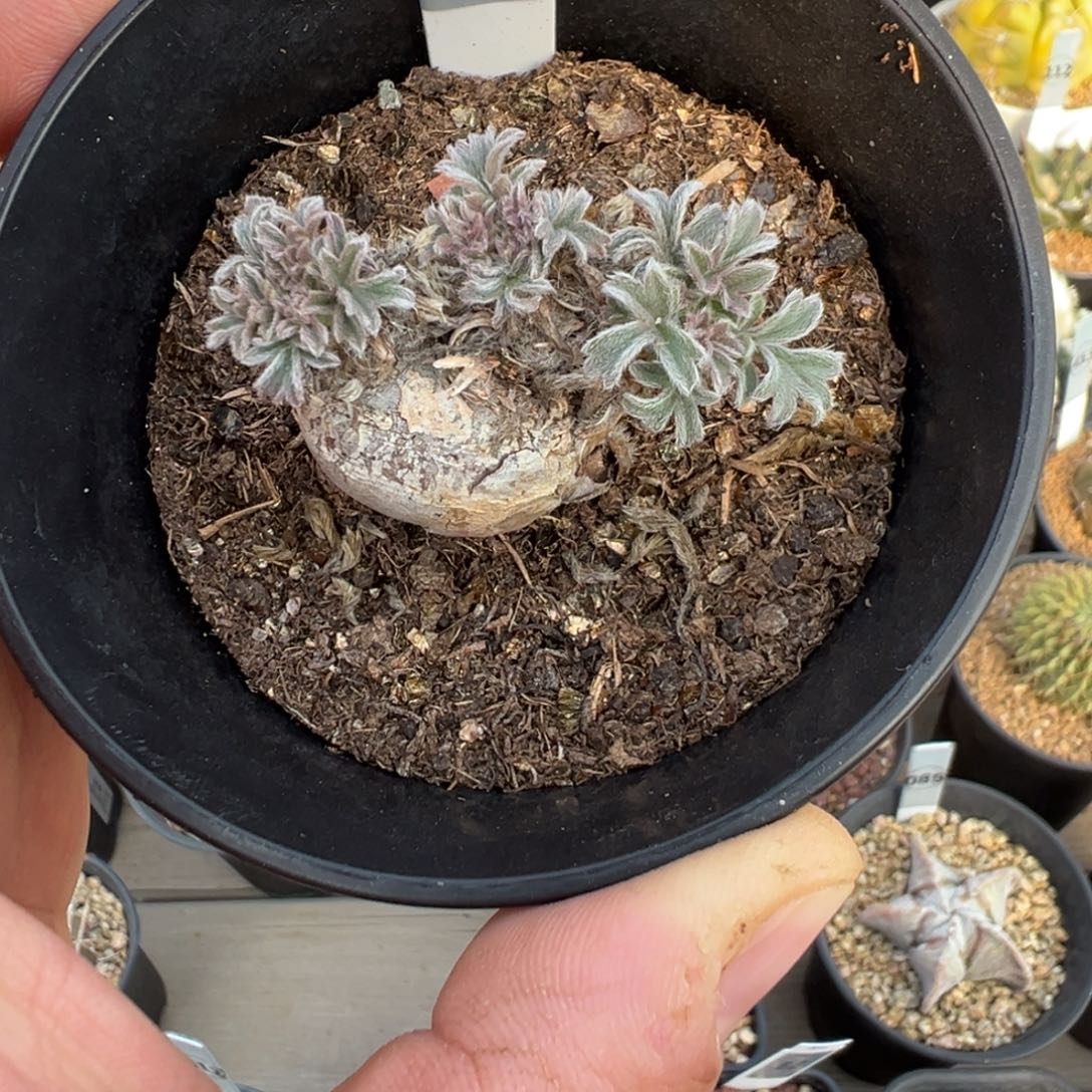 红花洋葵多肉植物443