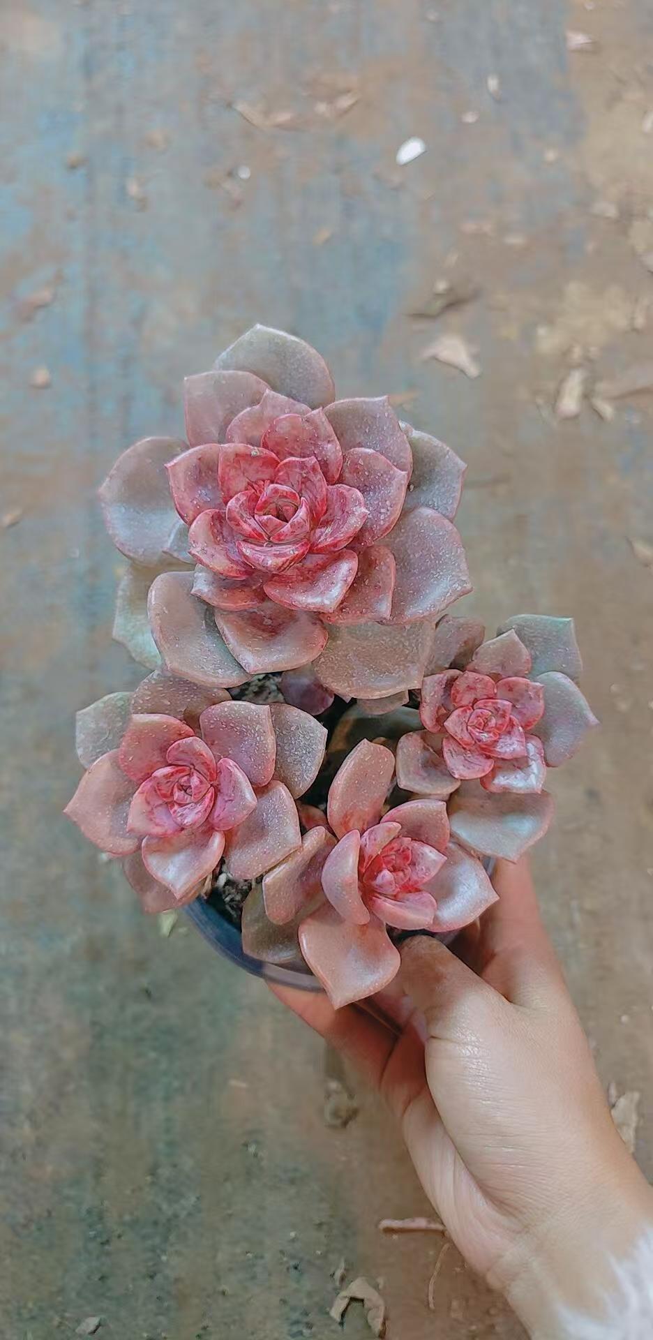 琉璃盏（带盆发货）多肉植物