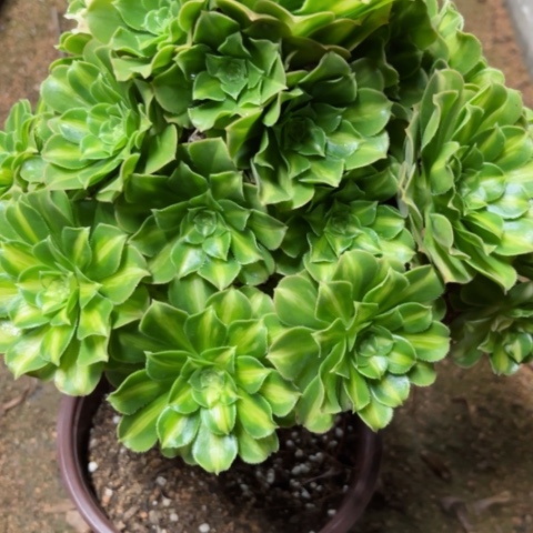 多肉植物五彩琉璃锦