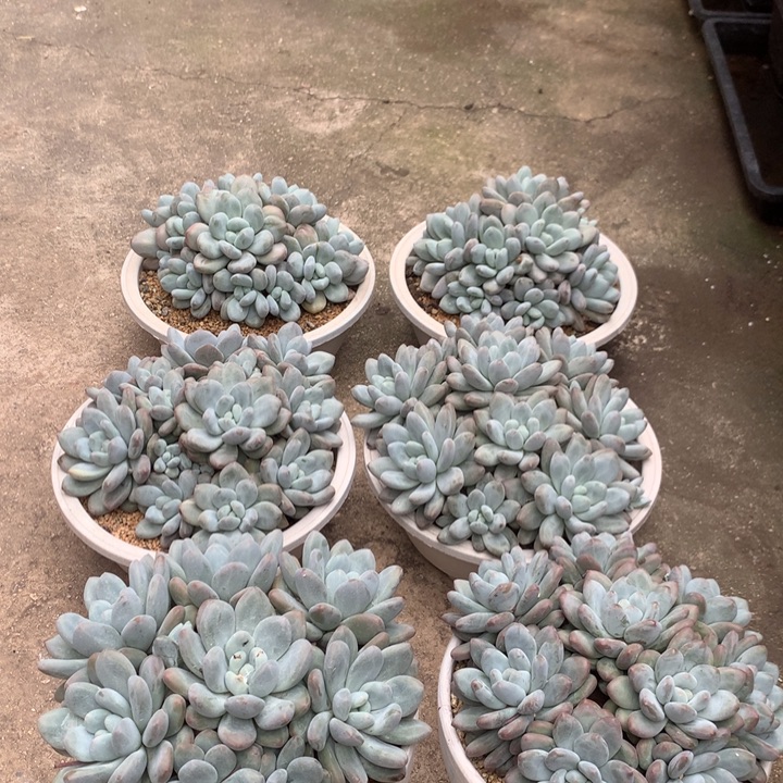 香水一组6棵放漏。。