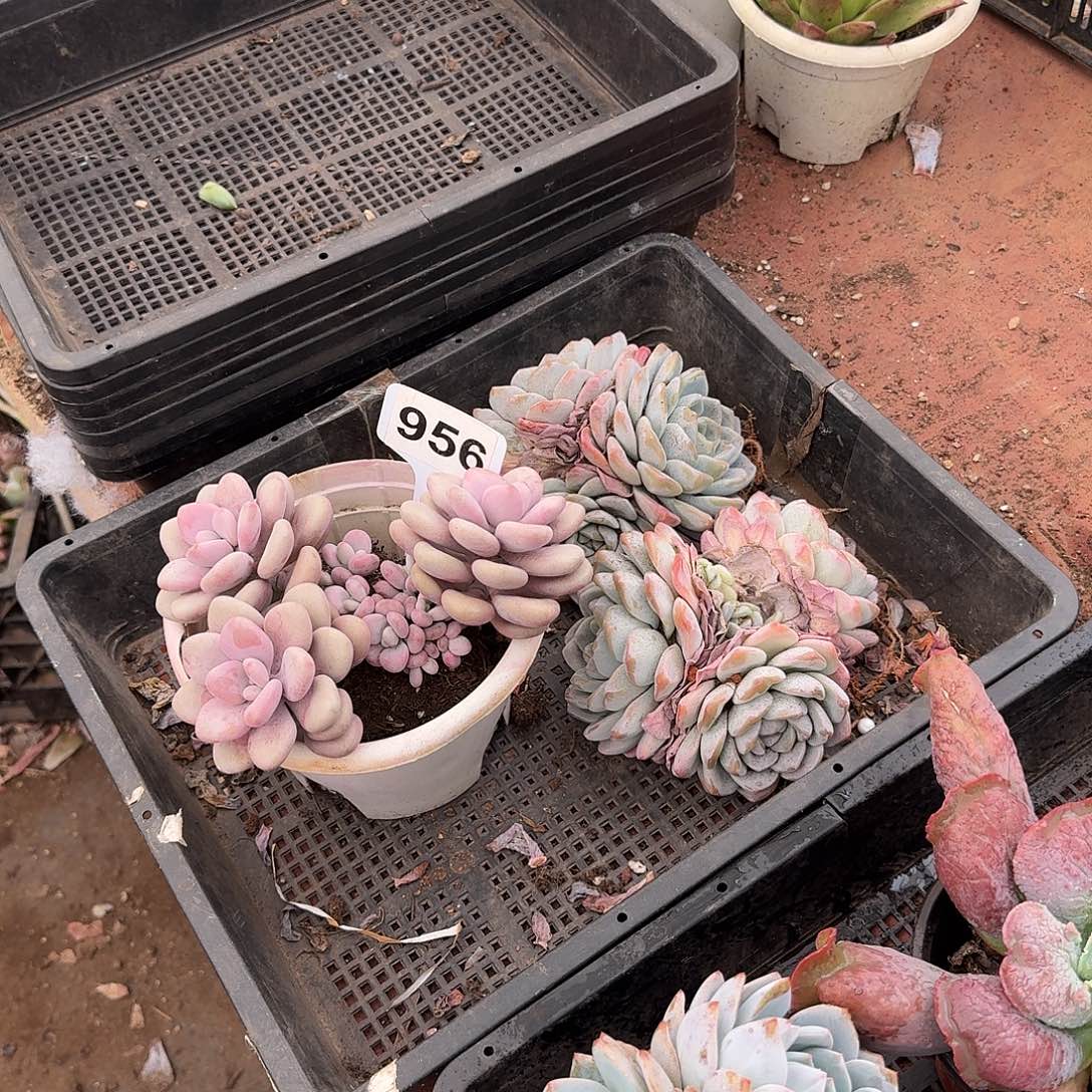 燕***舞冰玉群生956956956956956956956956