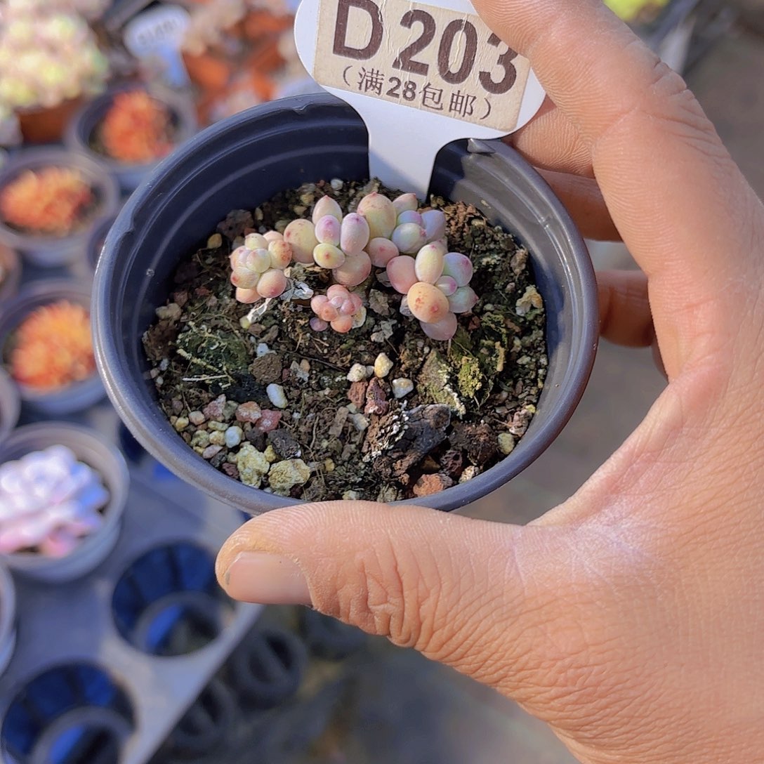 绊**盒D203萤火虫一物一拍