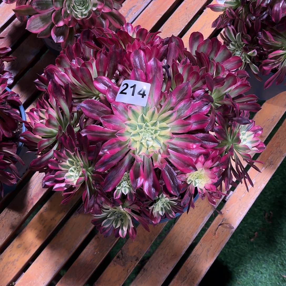 多肉法师天河214