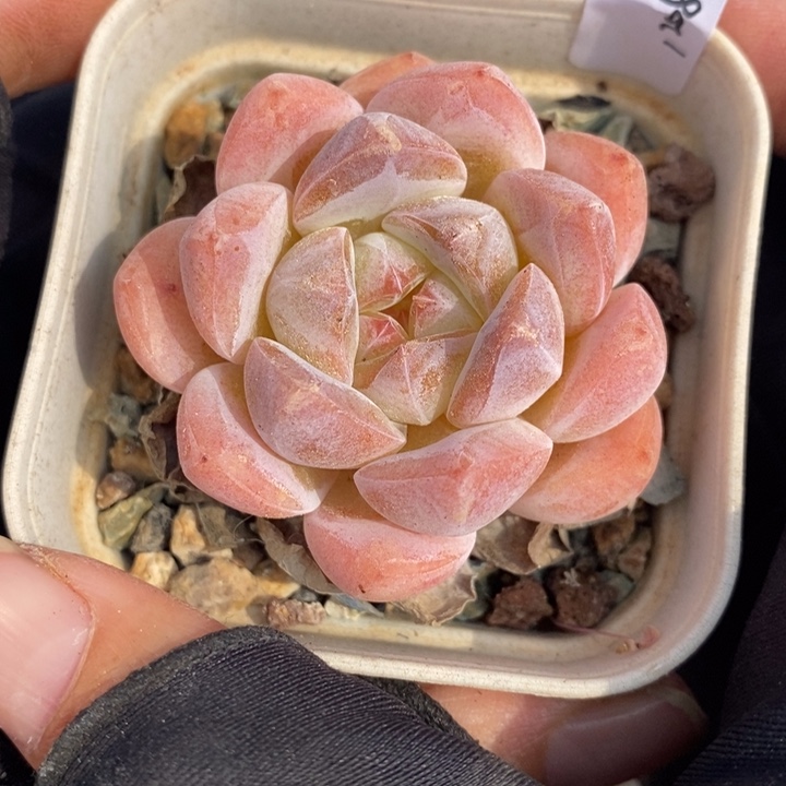 1208-619，冰玉杂多肉