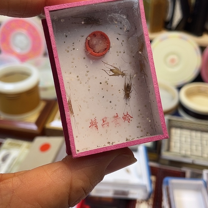 念***疼小黄蛉2啊啊啊啊啊啊
