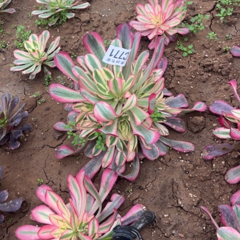 771美杜莎不包断枝