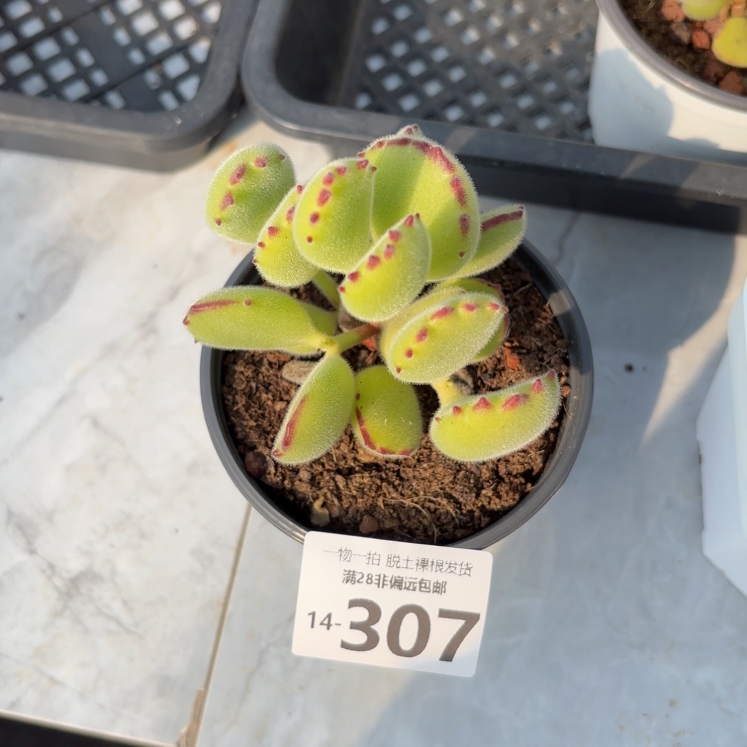 熊童子多肉多肉多肉