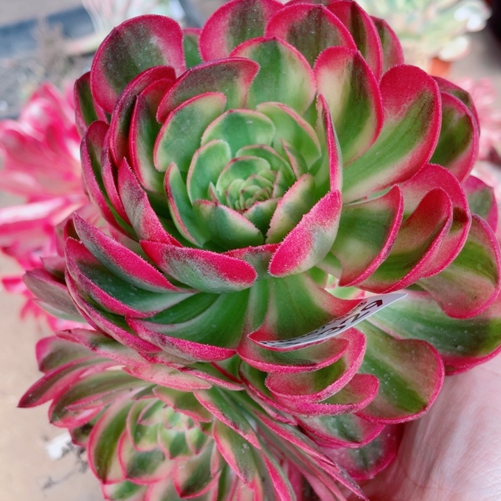 328万白多肉112345678