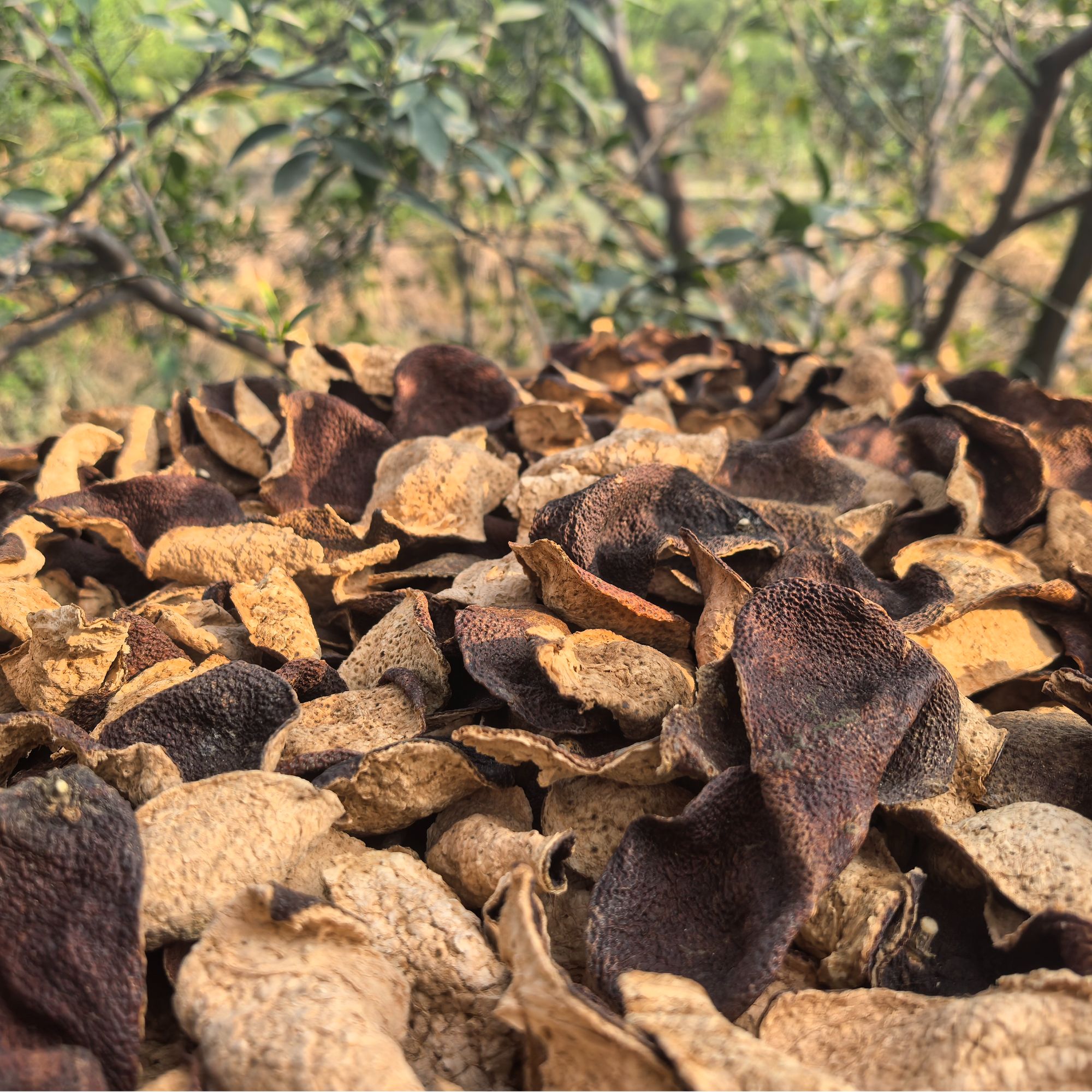 【2017年梅江圈枝大红皮断皮】新会陈皮干仓老陈皮健康浓郁生晒自然