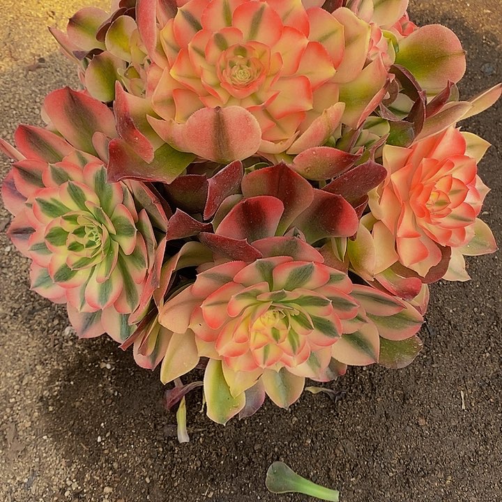 多肉香妃249多肉