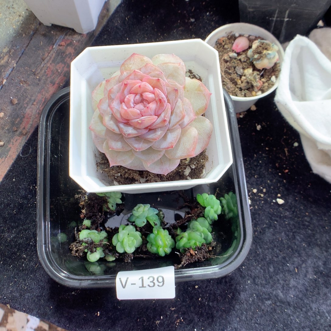 无花朵V139英语英语