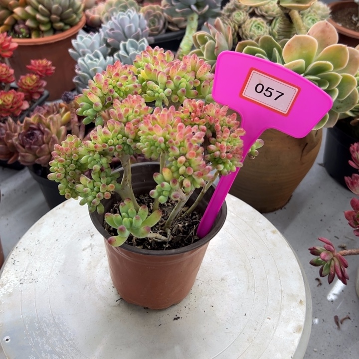 忘*草一女心多肉植物057