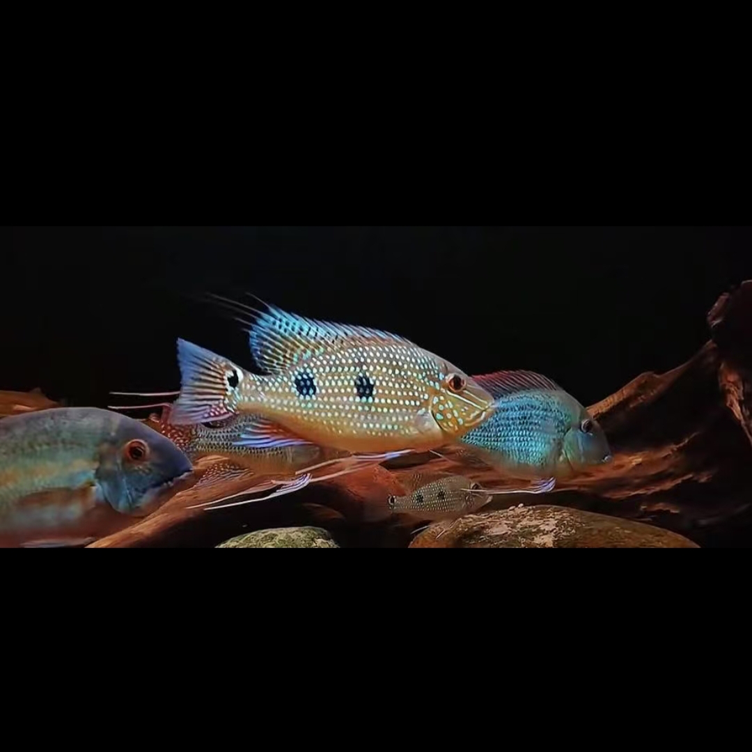 小型热带观赏鱼 食土鲷科鱼 三点宝石 好养易活 清理底砂