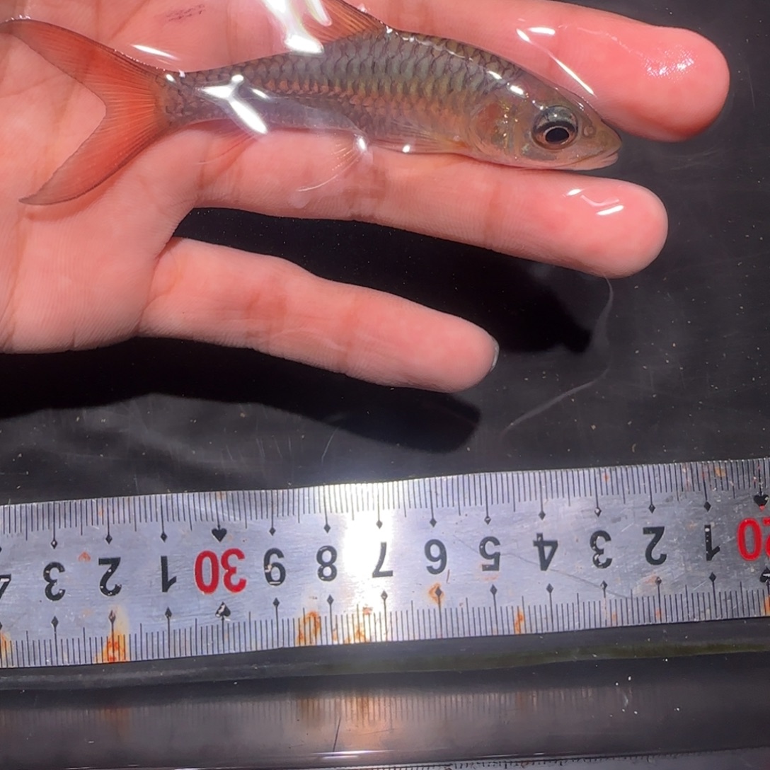 海水鱼缅甸盈江盈江结鱼