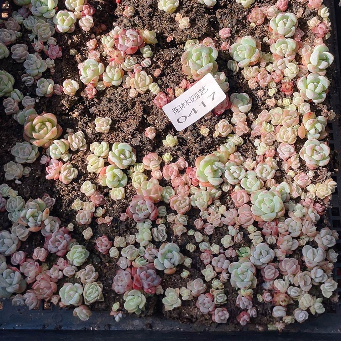 多肉植物多肉植物417