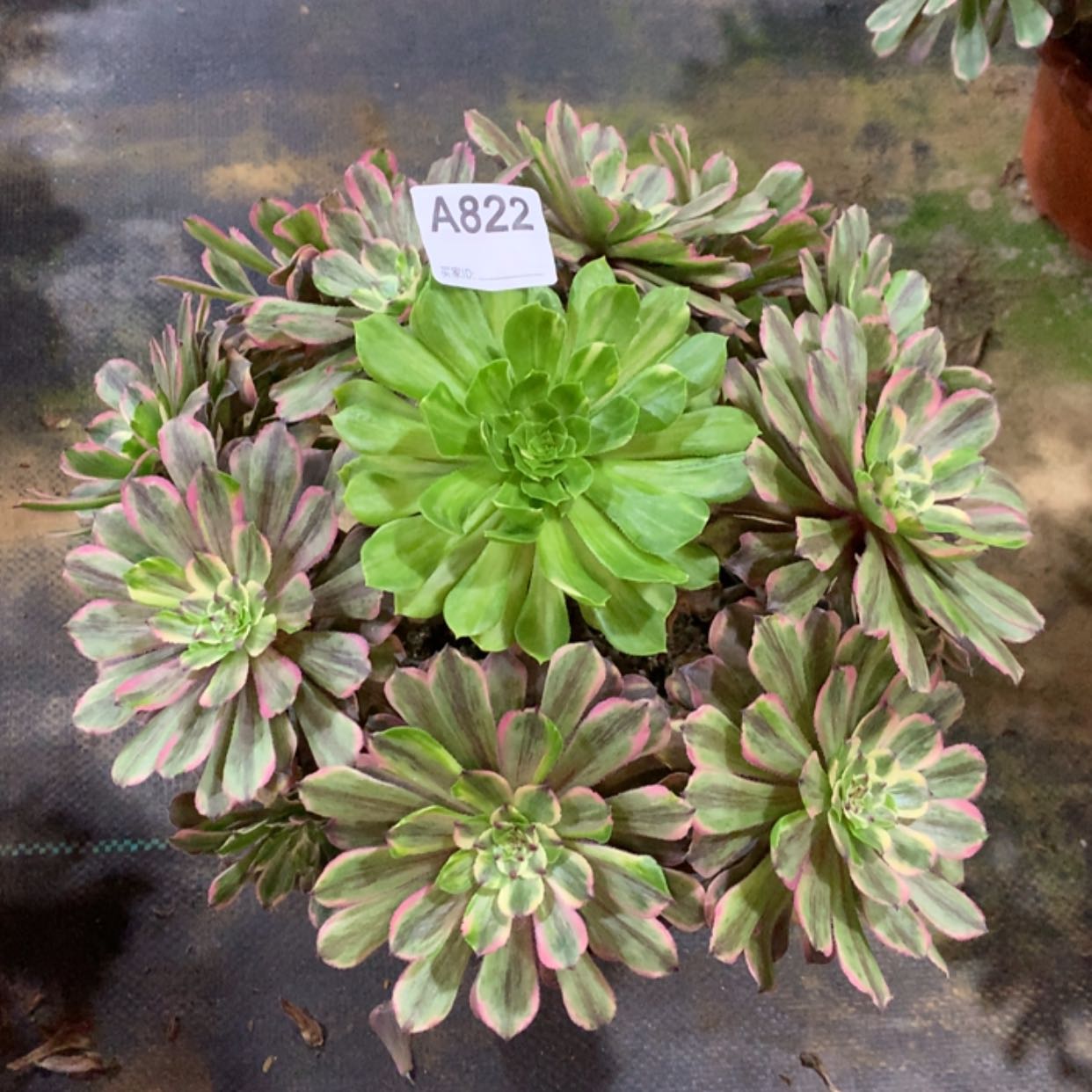 【闪购商品】822粉黛