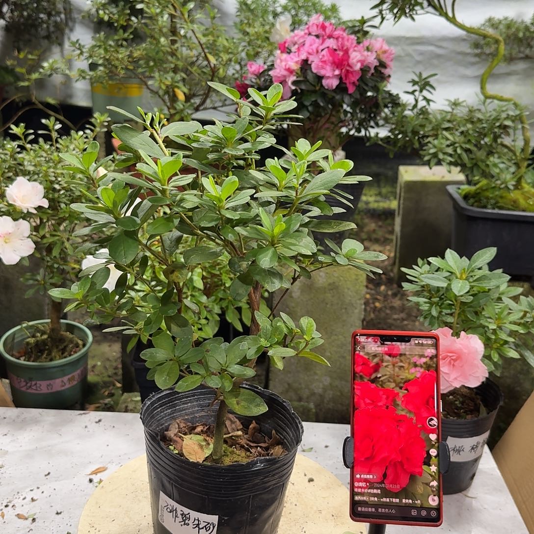 全部花苞非碧朱砂杜鹃花