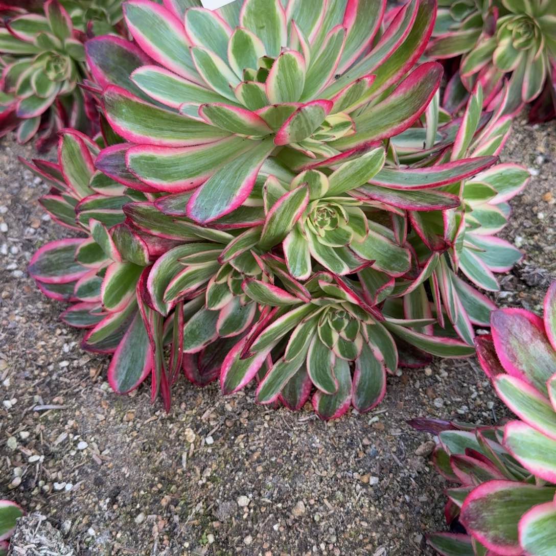 066云荷。多肉植物。