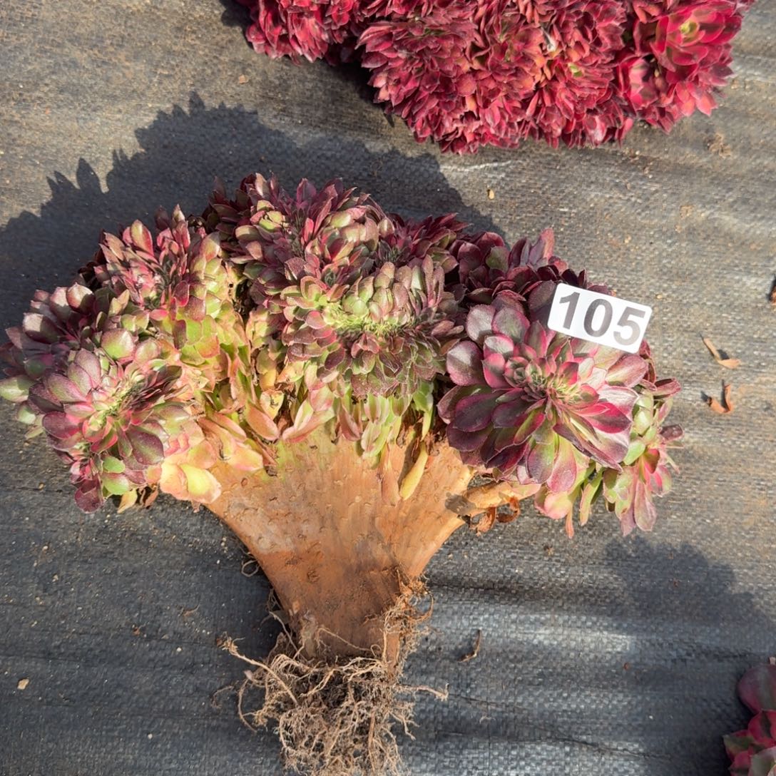 105多肉植物荔枝缀