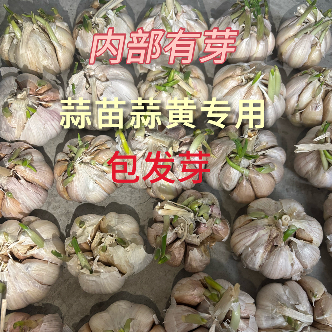 农家自种紫白皮蒜种芽蒜