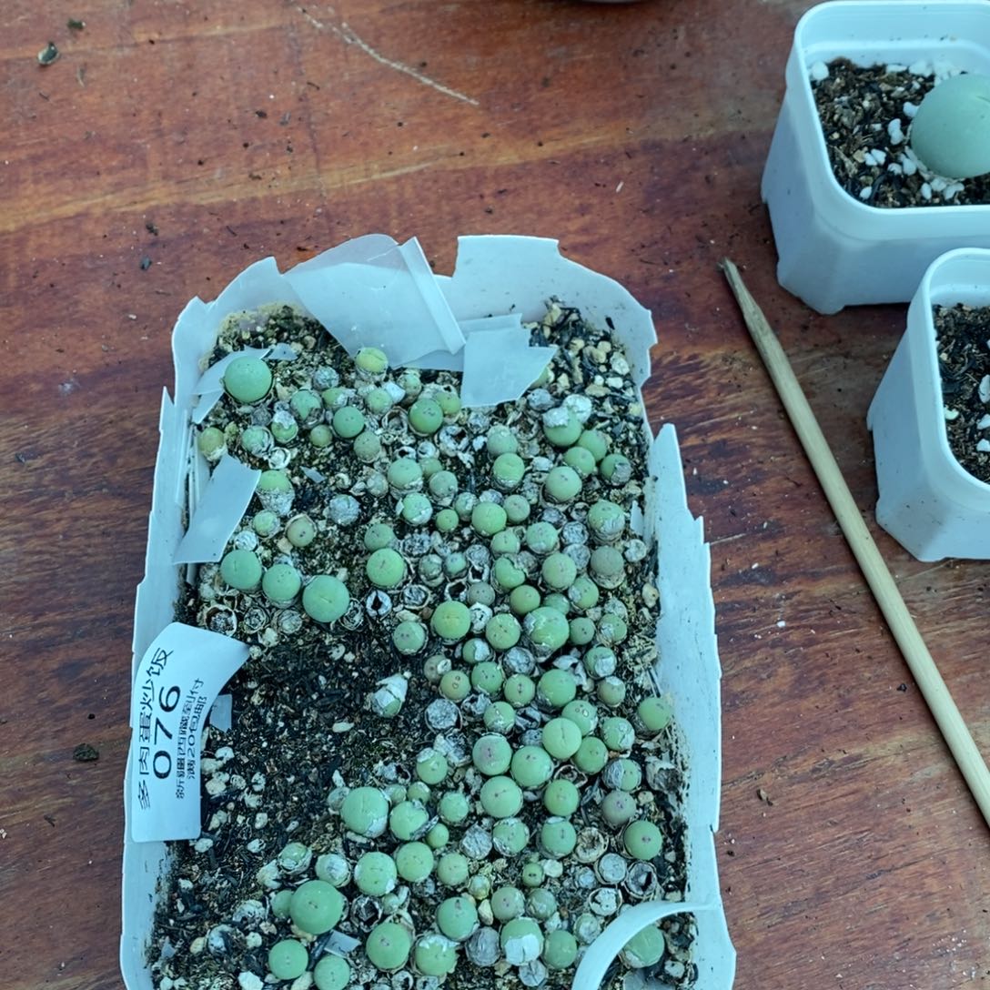 小***孩多肉蛋炒饭感谢您相伴076