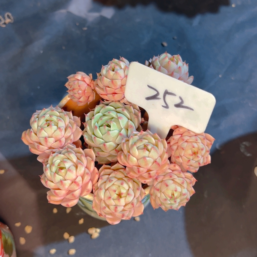 平****多肉植物保护研究所所长