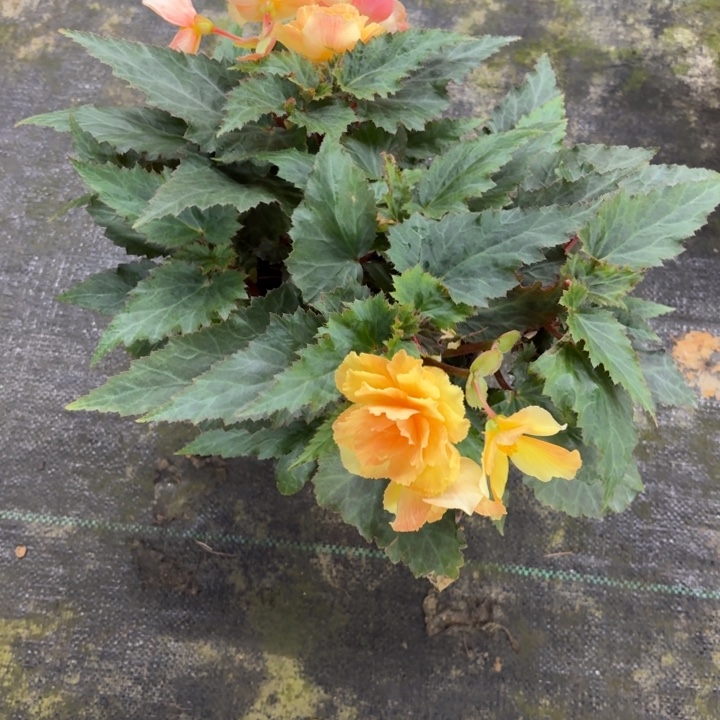 大部分花苞少量开放日出大盆只包到手不包养护