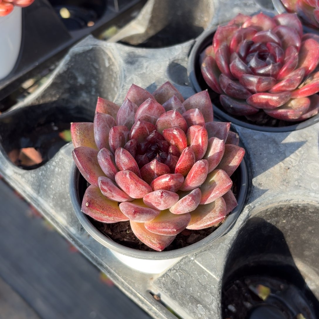 重庆森林多肉9㎝盆