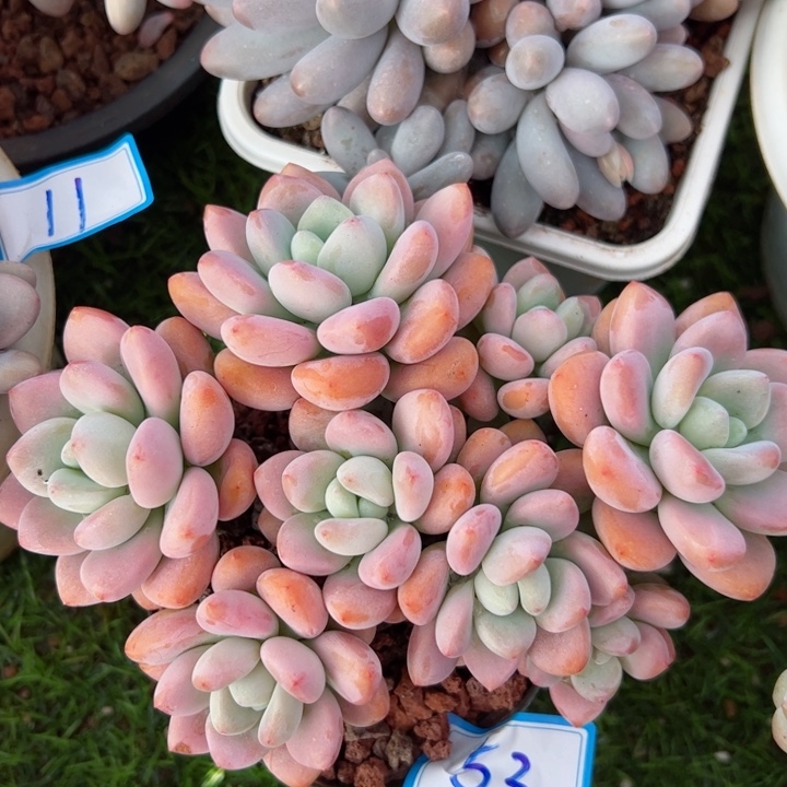 53洛神平平安安健健康康