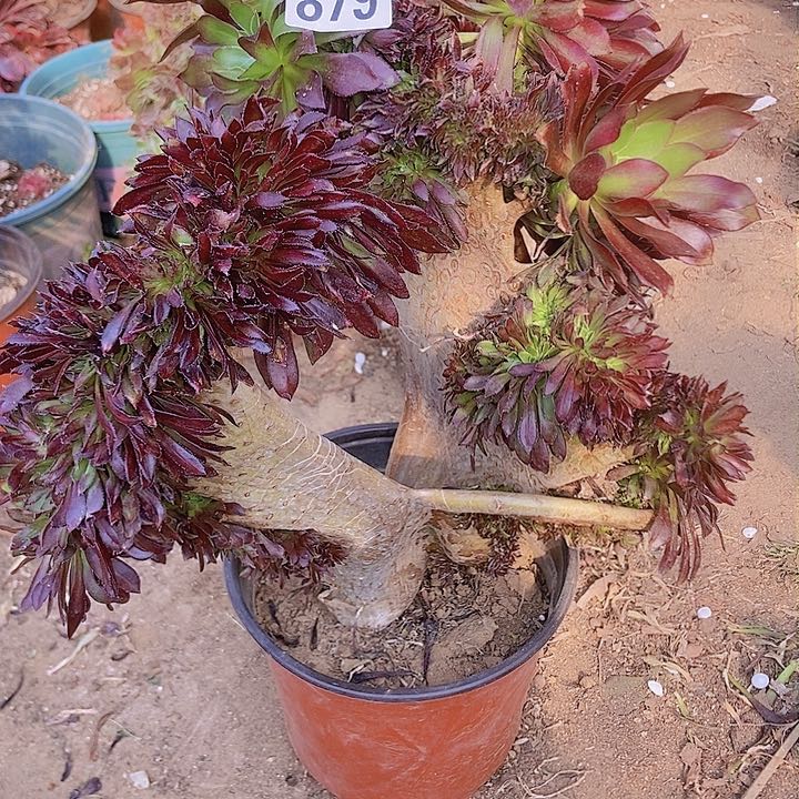 879黑缀化老板子法师缀