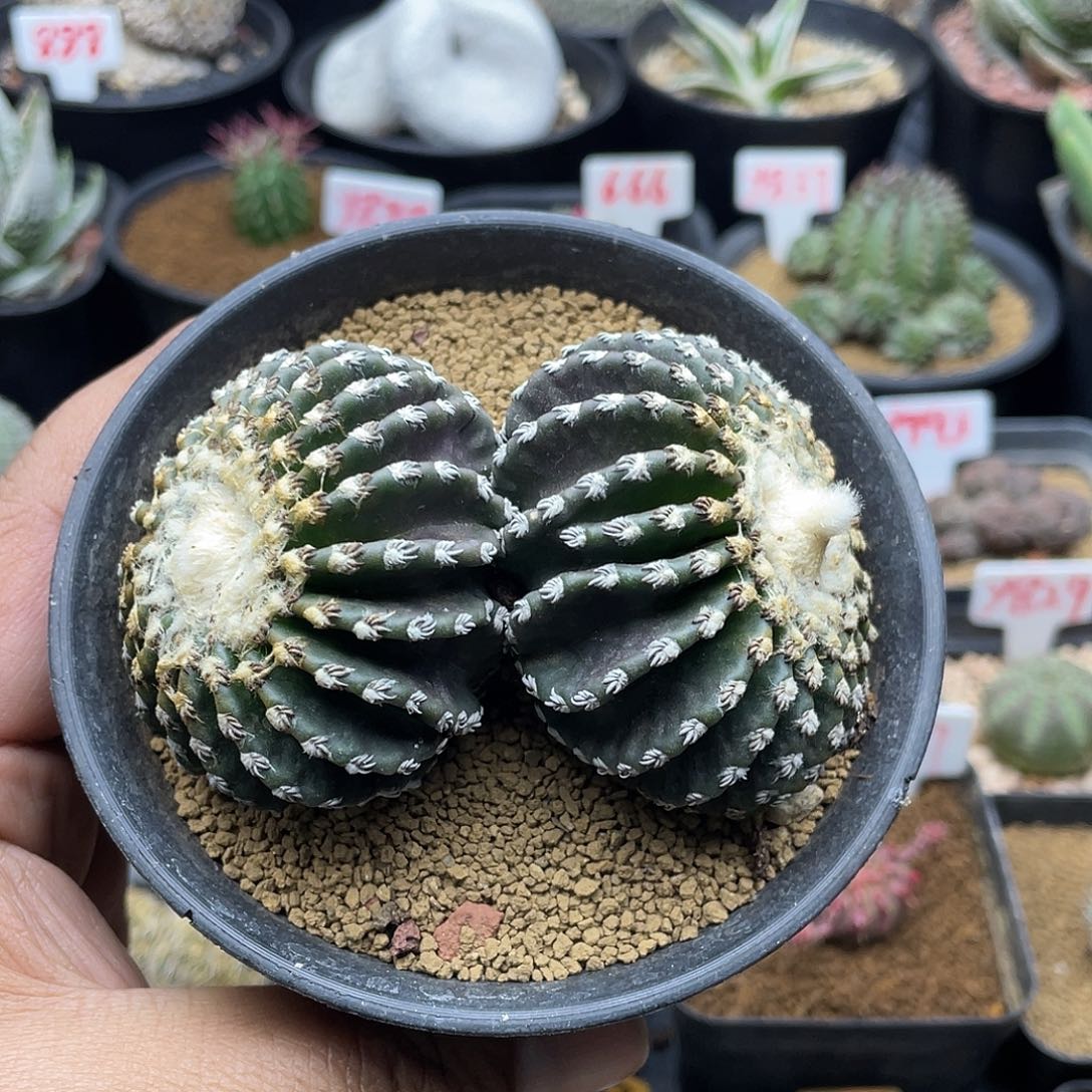 双头雪顶奇特球仙人球多肉