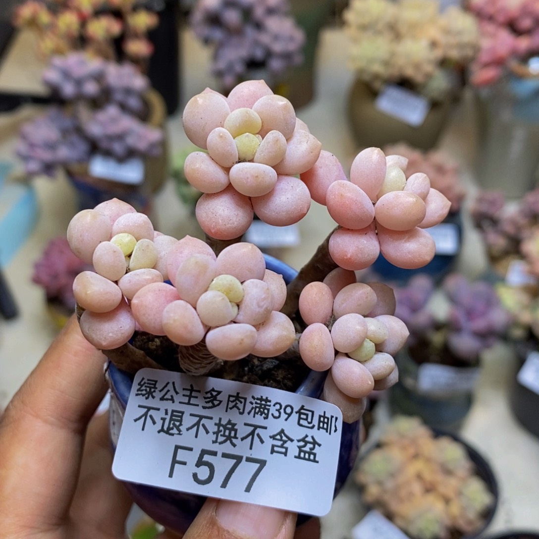 577鱼子酱多肉有断枝