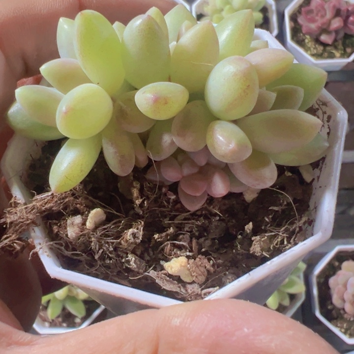 橙色奇迹精品多肉植物