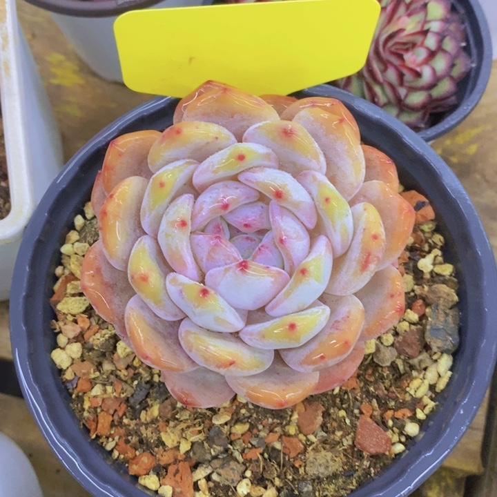 w*n多肉植物，开心多肉