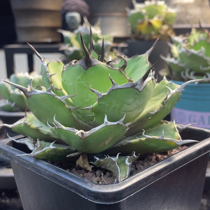 【闪购商品】玫瑰 露养