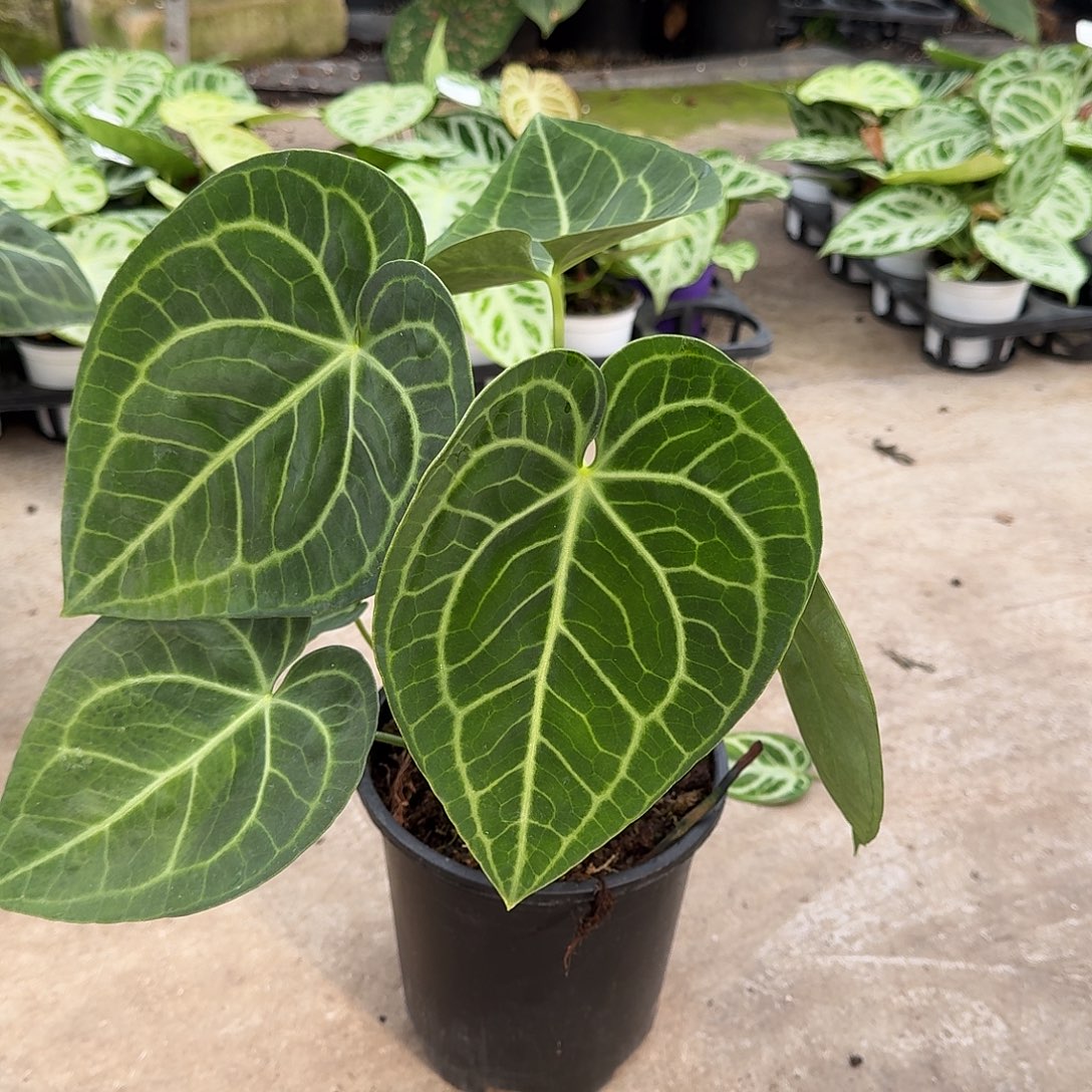 有***#不开花植物一物一拍I