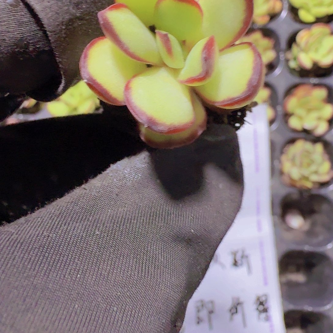 肉酱玫瑰两米三颗