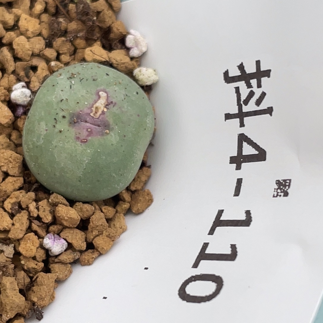 和***红4-110肉锥多肉植物肉锥