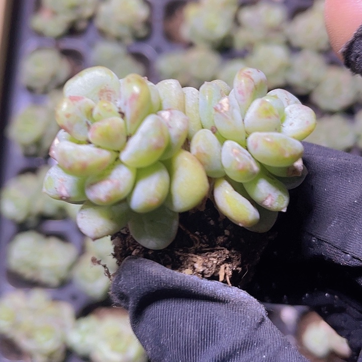 28精品阳光玫瑰2颗一组