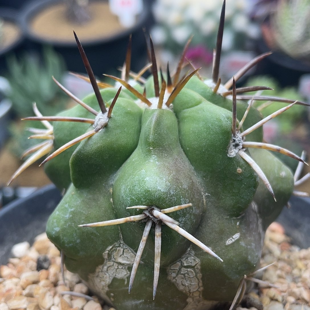 实生超大龙爪球仙人球多肉