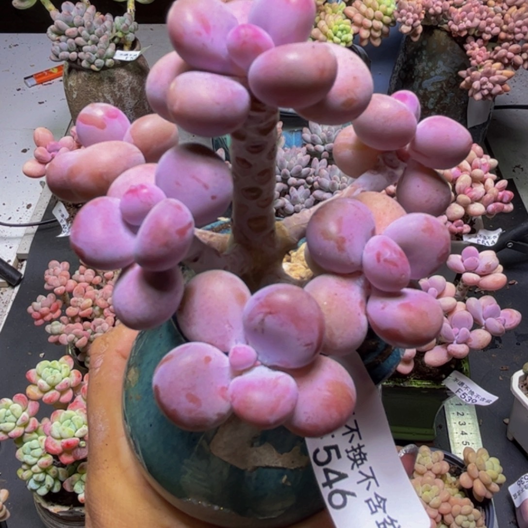 腰子桃蛋树546/8cm